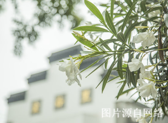 https://wdw.4000500521.com//upimg/seot/t20190701165849544.jpg